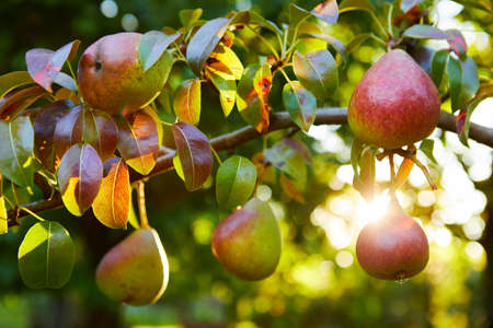 A branch with ripe pears in the sunshineの写真素材
