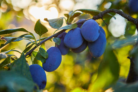A branch with ripe plums in the sunlightの写真素材