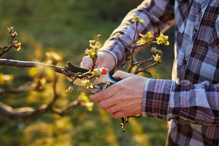 Close-up of a male gardener pruning a fruit treeの写真素材