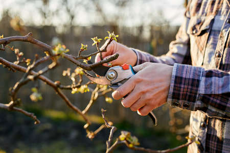 A gardener prunes a fruit tree on a sunny dayの写真素材