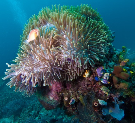 Pink anemonefish (Amphiprion perideraion, Komodo, Indonesiaの写真素材