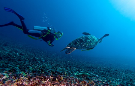 Swimming green turtle (Chelonia mydas) and diver, Gili meno, Lombok, Indonesia