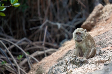 Long-tailed Macaque (Macaca fascicularis), Rinca island, Indonesiaの写真素材