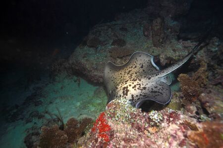 The blotched fantail ray (Taeniura meyeni), Maldivesの写真素材