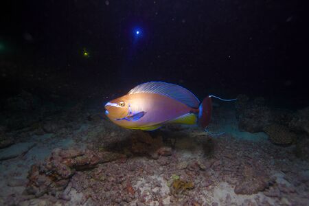 Surgeonfish (Acanthurus) at night dive, Maldives