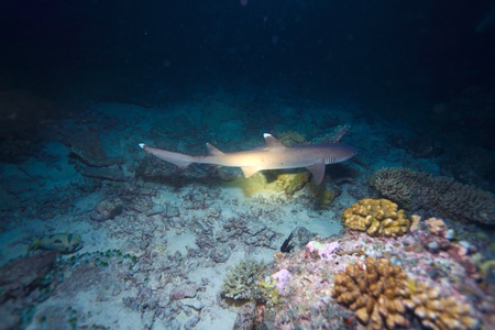 Whitetip reef shark (Triaenodon obesus), Maldivesのeditorial素材
