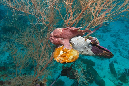 Commersons Frogfish (Antennarius commerson), Maldivesの写真素材