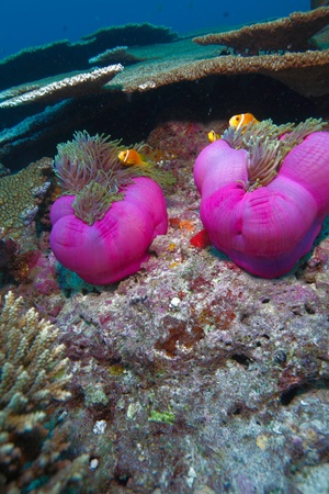 Maldive anemonefish (Amphiprion nigripes) in a sea anemone (Heteractis magnifica), Maldivesの写真素材