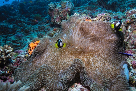 Anemonefish (Amphiprion sebae) in a sea anemone (Heteractis magnifica), Maldivesの写真素材