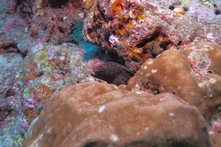 Whitemouth moray (Gymnothorax meleagris), Maldives