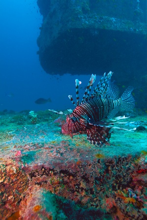 Devil firefish (Pterois miles) near ship wreck, Maldivesの写真素材
