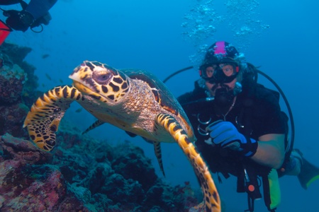 The hawksbill turtle (Eretmochelys imbricata) swimming away from diver, Maldives The hawksbill turtle (Eretmochelys imbricata) swimming away from diver, Maldives