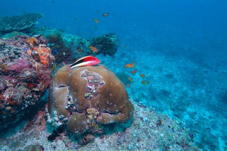 Black-sided hawkfish (Paracirrhites forsteri), Maldivesの写真素材