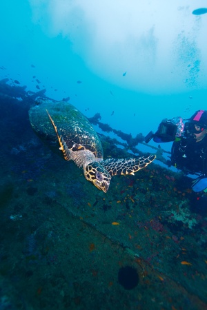 The hawksbill turtle (Eretmochelys imbricata) near ship wreck, Maldivesのeditorial素材