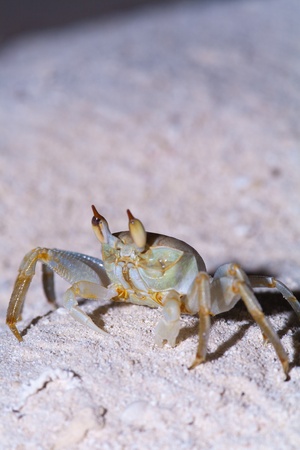 Night crab, Ari-Atoll. Maldivesの写真素材