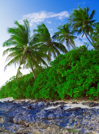 Coastline of island with some palm treesの写真素材