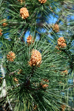 The Scots Pine (Pinus sylvestris) on the highest dune in Europe - Dune of Pyla (Pilat), Arcachon Bay, Aquitaine, Franceの写真素材