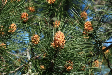 The Scots Pine (Pinus sylvestris) on the highest dune in Europe - Dune of Pyla (Pilat), Arcachon Bay, Aquitaine, Franceの写真素材