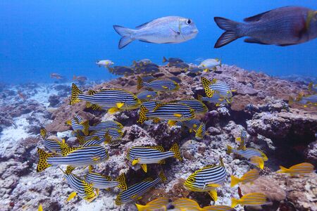 The Oriental sweetlips ( Plectorhinchus vittatus) and Bigeye emperors(Monotaxis grandoculis), Maldivesの写真素材