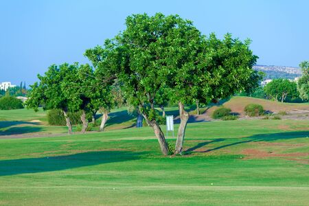 Carob tree (Ceratonia siliqua) and golf field, Paphos, Cyprusの写真素材