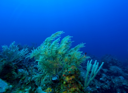 Soft Corals near Cayo Largo, Cubaの写真素材