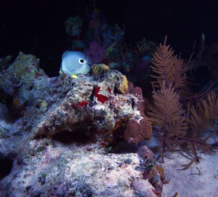 Masked Butterflyfish during night dive, Cayo Largo, Cubaの写真素材