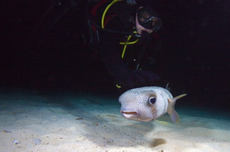 Pufferfish with diver during night dive, Cuba