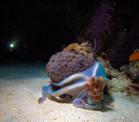 Small octopus sitting on coral during night dive, Cubaの写真素材