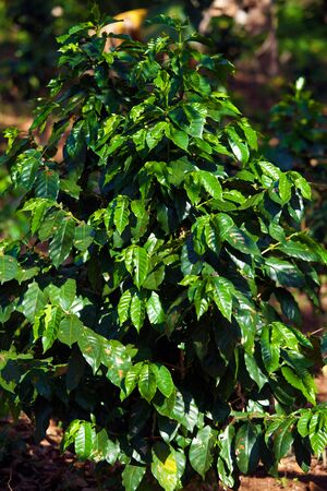 Coffee plantation in Topes de Collantes, Cubaの写真素材