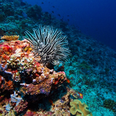 Black and White Big Sea Lilie on Tropical Coral Reef, Maldivesの写真素材