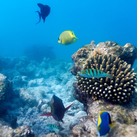 Fishes and Sea Bottom of Ecosystem of Tropical Coral Reef, Maldivesの写真素材