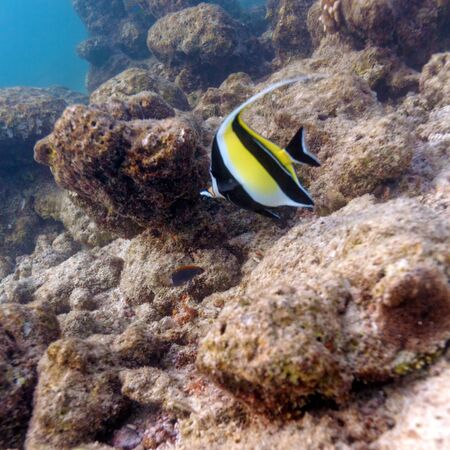 Moorish Idol and Sea Bottom of Ecosystem of Tropical Coral Reef, Maldivesの写真素材