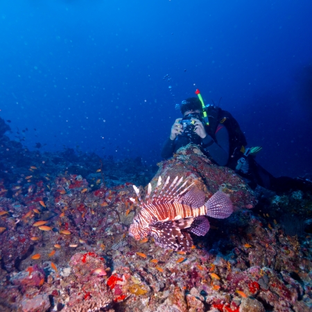 Lion Fish and Diver with Camera on Tropical Coral Reef, Maldivesの写真素材