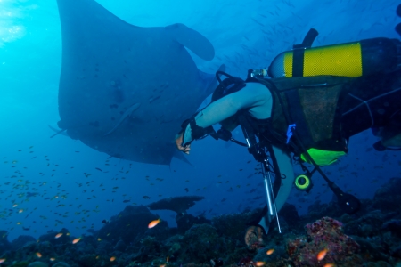 Big Manta Ray swiiming near sea surface and Scuba Diverの写真素材