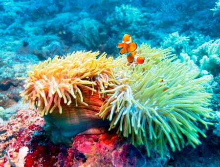 Underwater Landscape with Clown Fish near Tropical Coral Reef, Bali, Indonesia Underwater Landscape with Clown Fish near Tropical Coral Reef, Bali, Indonesia