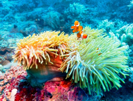 Underwater Landscape with Clown Fish near Tropical Coral Reef, Bali, Indonesia