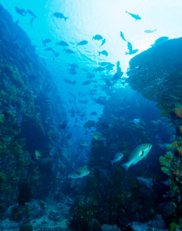Underwater Landscape with  Hundreds of Fishes near Tropical Coral Reef, Bali, Indonesiaの写真素材