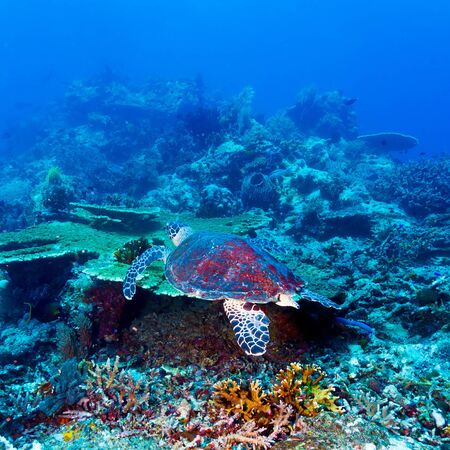 Swimming green turtle  Chelonia mydas , Bali, Indonesiaの写真素材