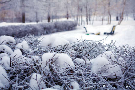 Winter Park in Moscow with Snowy Trees の写真素材