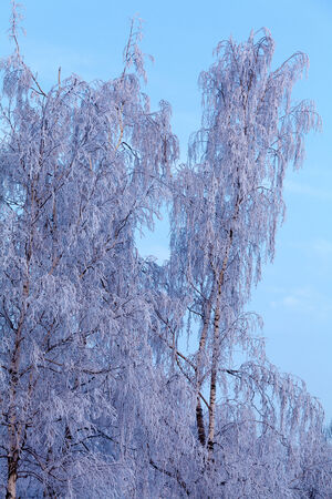 Frozen Tree with Clear Blue Skyの写真素材