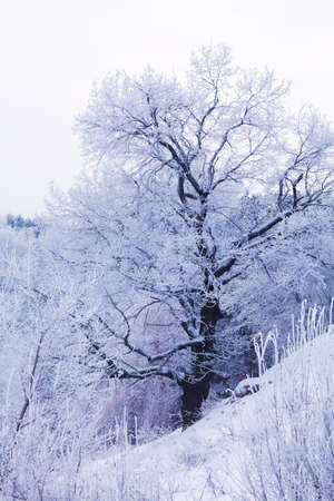 Winter Park in Moscow with Snowy Trees の写真素材