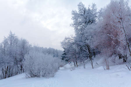 Winter Park in Moscow with Snowy Trees の写真素材