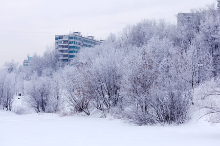 Winter Park in Moscow with Snowy Trees の写真素材