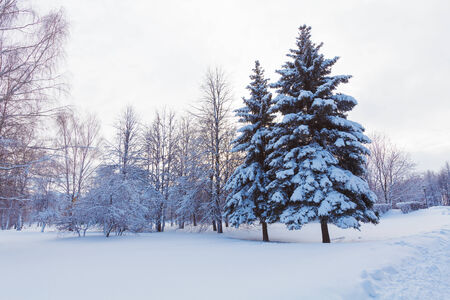 Snowy Two Pine Trees in Wood