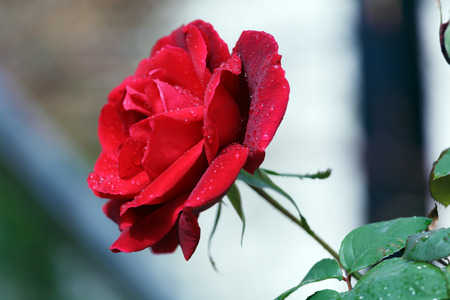 Wet Red Rose with Drops after Rainの写真素材