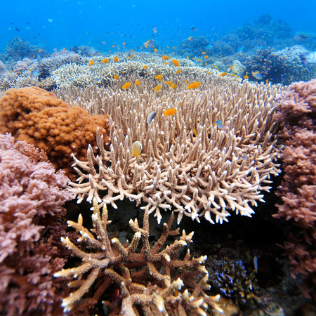 Underwater Landscape with  Hundreds of Fishes near Tropical Coral Reef, Bali, Indonesiaの写真素材