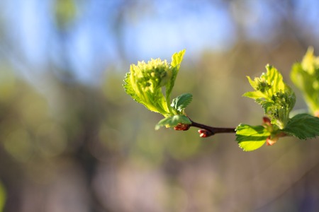 Young Chestnut Leaves on Branch with Sky Backgroundの写真素材