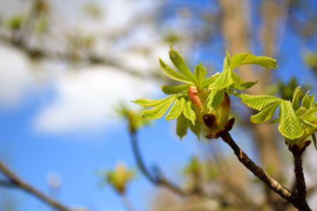 Young Chestnut Leaves on Branch with Sky Backgroundの写真素材