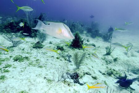 Big fish near Sand Bottom, Cayo Largo, Cubaの写真素材