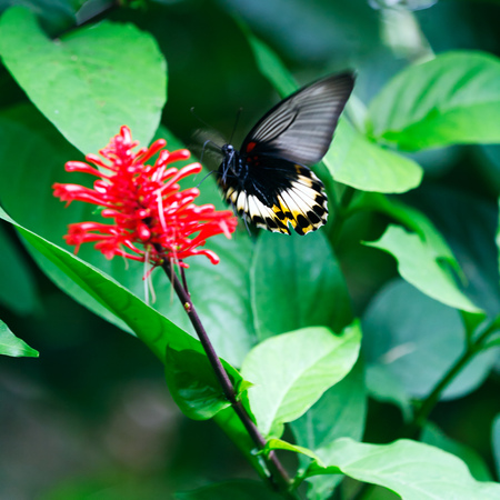Big Yellow Butterfly, Bali, Indonesiaの写真素材